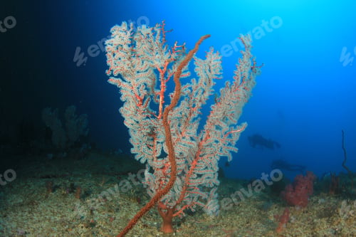 Preview: Scuba Divers Explore Coral Reef