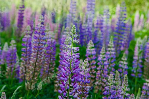 Preview: Lupinus, Lupin, Lupine Field With Pink Purple And Blue Flowers. Summer Flower Background