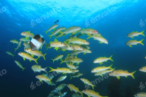 Preview: Yellowfin Goatfish