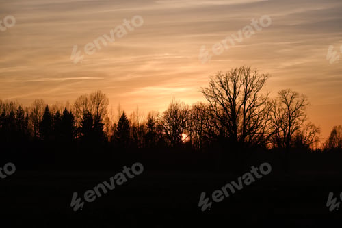 Preview: Large Oak Tree In Open Field In Sunset With Sun Behind It. Light Mist Forming In Fields, Tree With