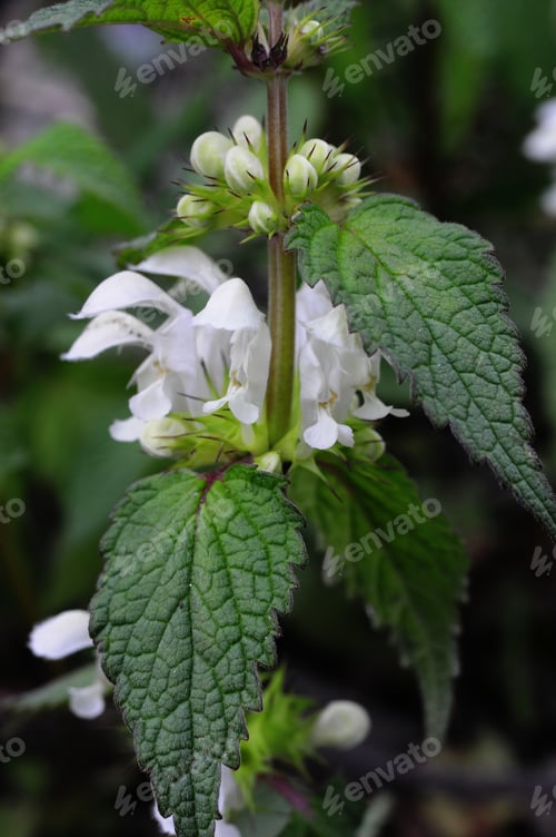 Preview: Lamium Album (White Deadnettle) In Natural Habitat