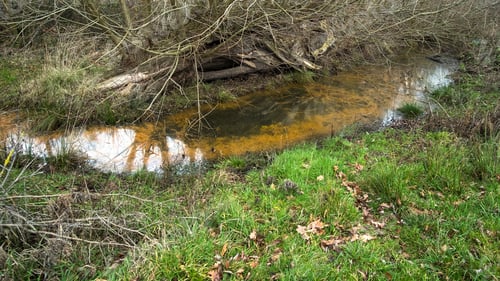 Preview: Orange Algae In Freshwater