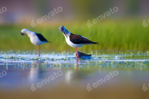 Preview: Romantic Birds. Blue Green Nature Background Black Winged Stilt