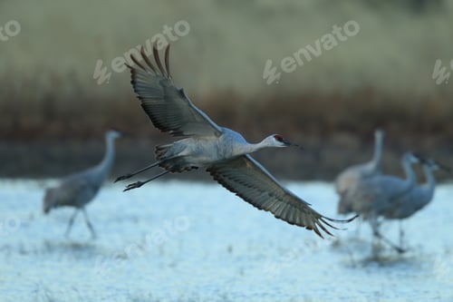 Preview: Sandhill Crane Bosque Del Apache Wildlife Reserve New Mexico Usa