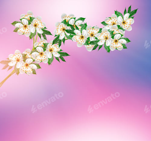 Preview: Spring Landscape. Flowering Cherry. Spring Flowering Garden.