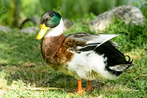 Preview: Wild Ducks On The Pond
