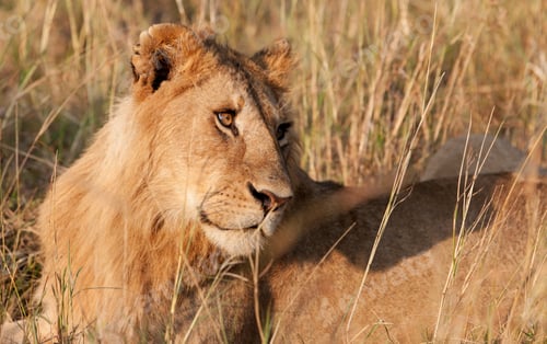 Preview: African Lion In The Maasai Mara National Park, Kenya