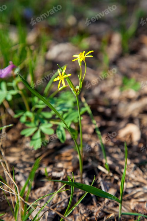 Preview: Gagea Lutea, The Yellow Star-Of-Bethlehem Blooming In The Spring Forest. Gagea Lutea Is A Genus Of