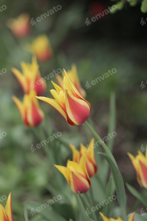 Preview: Beautiful Red And Yellow Tulips With Green Stem, Outside On A Sunny Summer Day, In Poland, Europe