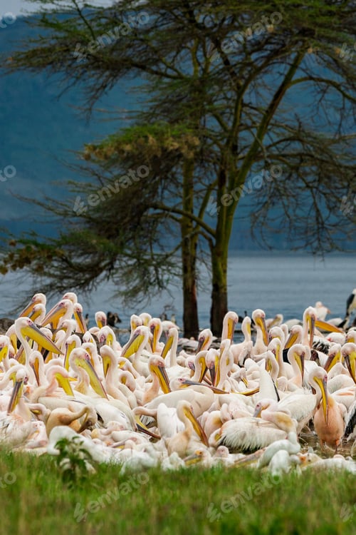 Preview: Great White Pelicans In Lake Nakuru National Park - Kenya, Africa
