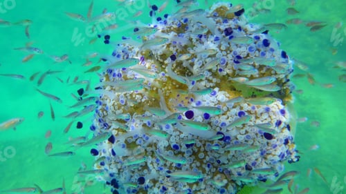 Preview: Underwater Photo Of Tropical Jellyfish With Turquoise And Sapphire Colours Surrounded By Small Fish