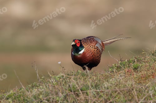 Preview: Common Pheasant (Phasianus Colchicus) Holland