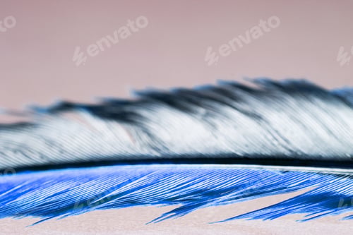 Preview: Colorful Hen Feather With Details And Reflexions