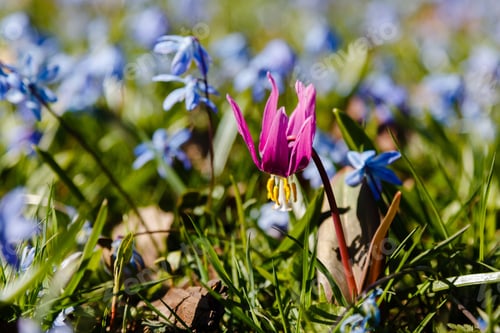Preview: Siberian Fawn Lily (Erythronium Sibiricum) In Garden. Erythronium Dens-Canis Or The