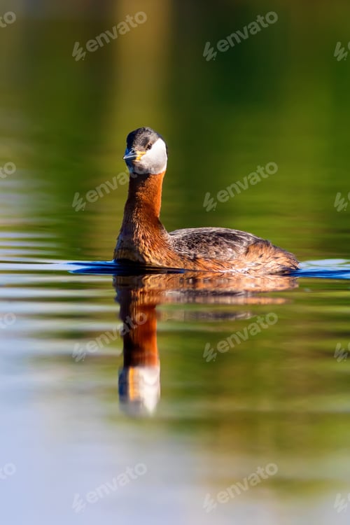Preview: Swimming Red Necked Grebe. Colorful Water Background. Red Necked Grebe Podiceps Grisegena