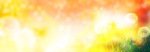 Preview: Fluffy Dandelion Flower Against The Background Of The Summer Landscape.