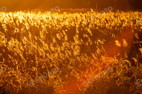 Preview: Autumn Landscape With Reeds In Contrejour Light At Sunset