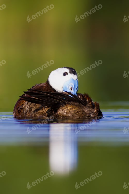 Preview: Swimming Duck. Colorful Lake Background. Bird: White Headed Duck. Oxyura Leucocephala.