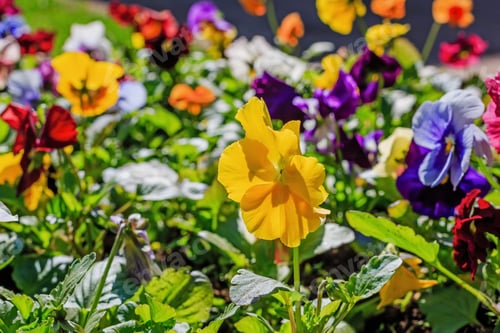 Preview: Heartsease, Flower Garden - Close-Up. Carpet Of The Color Pansy, Viola