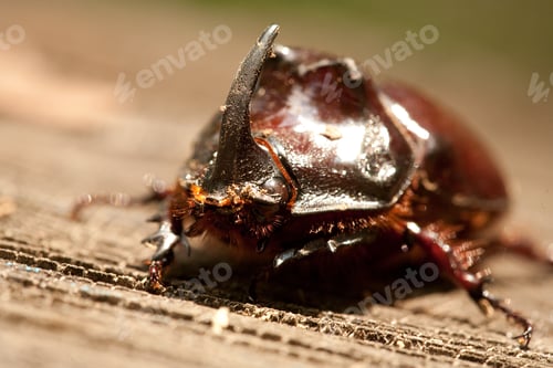 Preview: Macro Of A Rhinoceros Beetle On A Tree Trunk