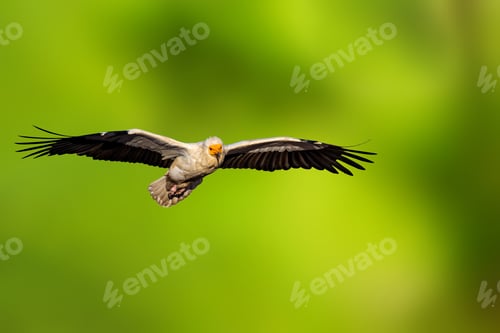 Preview: Flying Vulture. Bird Of Prey. Green Nature Background.