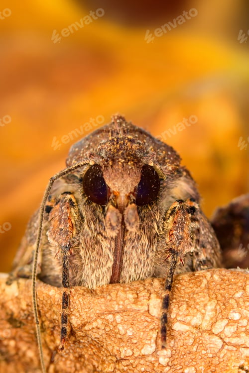 Preview: Portrait Head Of Clothes Moth. Macro Photography. Natural Yellow Background.