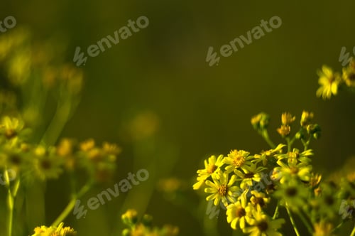 Preview: Wild Plants And Flowers Close-Up, Early Spring On A Warm Sunny Day, Bright Beautiful Background.