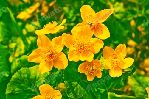 Preview: Bright Colorful Yellow Flowers Against The Background Of The Summer Landscape.