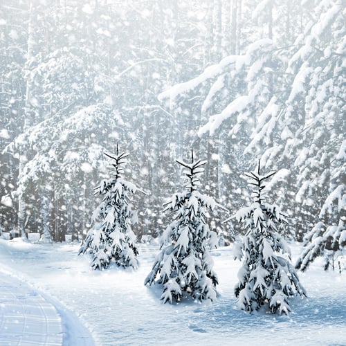 Preview: Winter Forest. Winter Landscape.