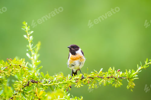 Preview: Cute Little Bird On Branch. Green Nature Background. Bird: European Stonechat. Saxicola Rubicola.