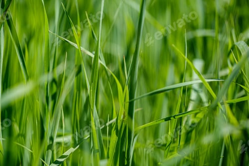 Preview: Green Grass In Meadow Pasture With Blur Effect. Macro Nature Textured Abstract Background