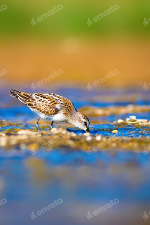 Preview: Cute Bird. Blue, Green, Yellow Nature Background.