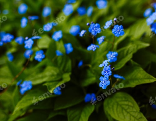 Preview: Navelwort Or Omphalodes Linifolia Blue Flowers In Spring Garden. Opmhalodes Vesna Moench Variety