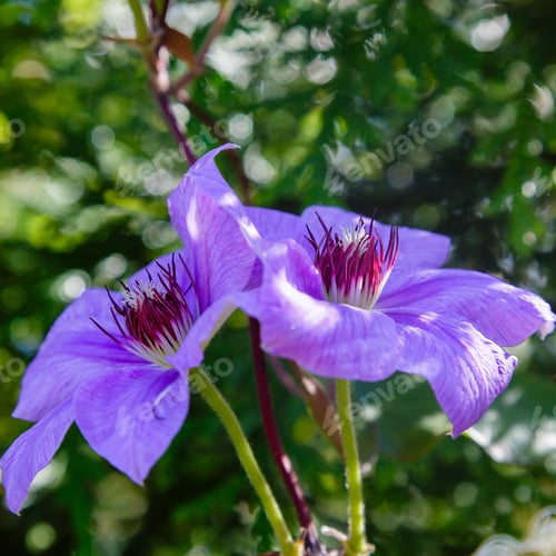 Preview: The Beautiful Climbing Plant Clematis. Bush Of Lilac Clematis Flower Close-Up.