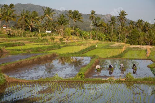 Preview: Barefoot Farmers, Working Hard To Plant Young Rice Plants On A Pre-Processed Mud Field