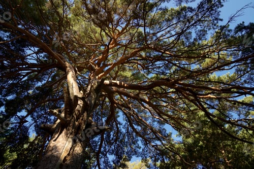 Preview: Close-Up Of A Tree In A Forest, Canfranc Valley In The Pyrenees, Spain.