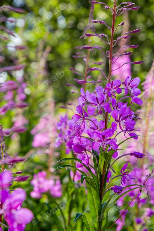 Preview: Purple Flowers Of Fireweed, Rosebay Willowherb, Epilobium Angustifolium, French Willow, Ivan-Tea In