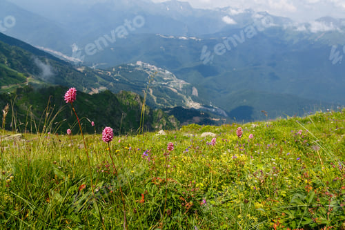 Preview: Beautiful Mountain Landscape With Flowering Plants. Alpine Meadows In Sunny Day: Bistorta