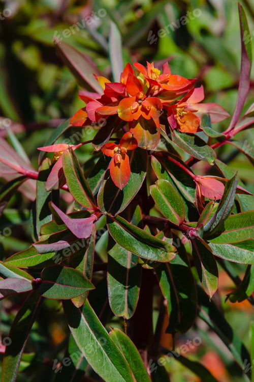 Preview: Euphorbia Griffithii Hook In Spring Garden.
