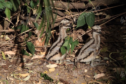 Preview: Bush Stone-Curlew Or Bush Thick-Knee (Burhinus Grallarius) With Chicks, Australia
