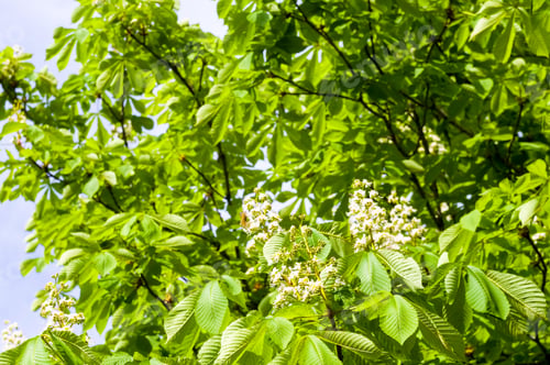 Preview: Flowering Branches Of Chestnut Castanea Sativa Tree, And Bright Blue Sky