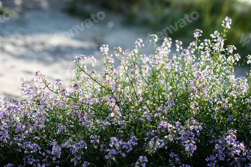 Preview: Closeup Of Beautiful Green Plants With Blur Background Nature