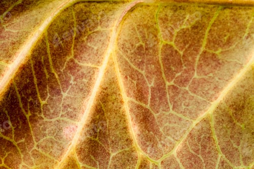 Preview: Codiaeum Leaves With Beautiful Vein And Details