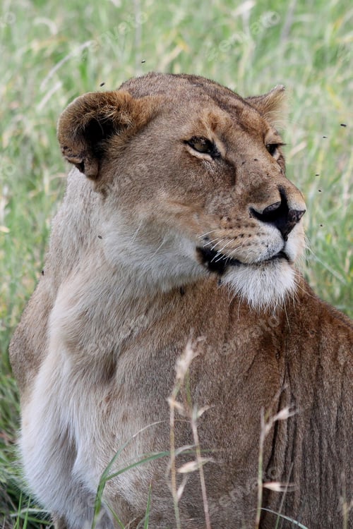 Preview: Lioness In The Serengeti National Park, Tanzania