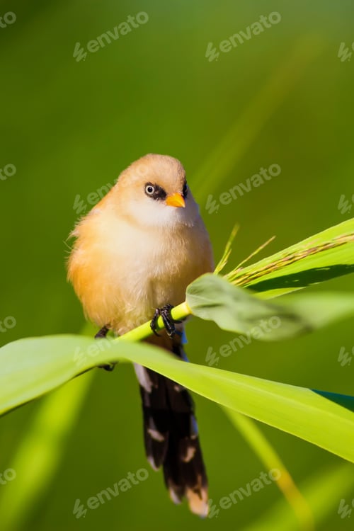 Preview: Cute Bird. Green Nature Background.