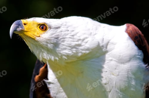 Preview: African Fish Eagle