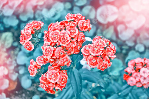 Preview: Bright And Colorful Carnation Flowers On A Background Of The Summer Landscape.