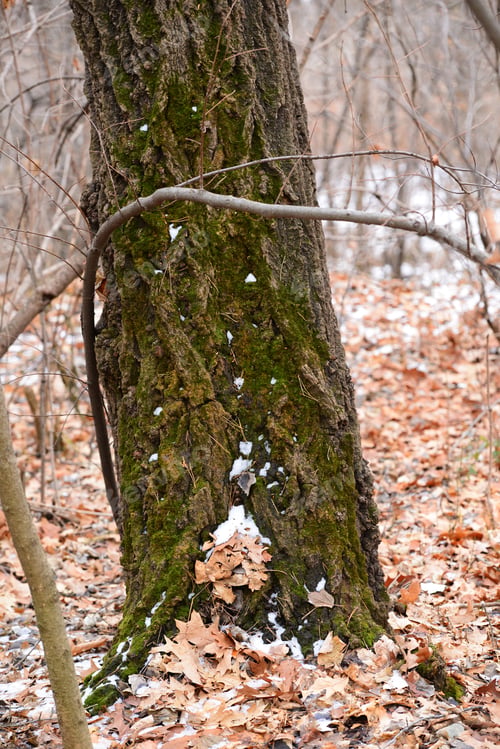 Preview: Mossy Tree Trunk