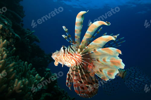 Preview: Lionfish (Pterois Miles)