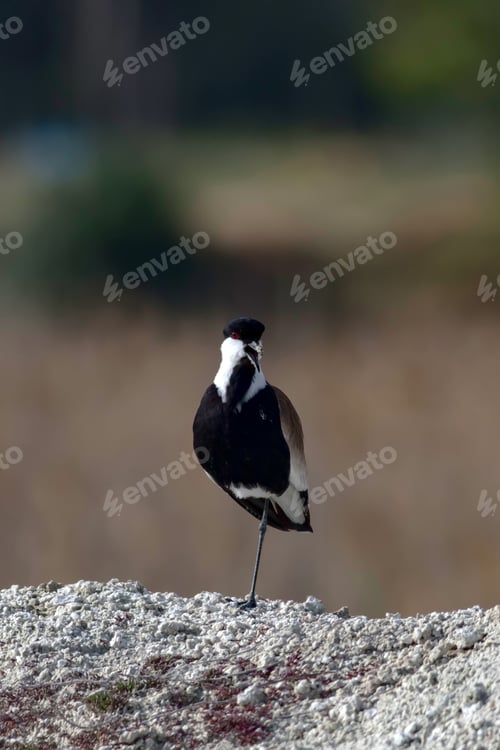 Preview: Spur Winged Lapwing. Vanellus Spinosus. Nature Background.